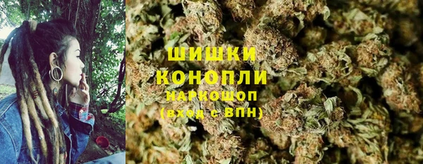 сатива Новозыбков