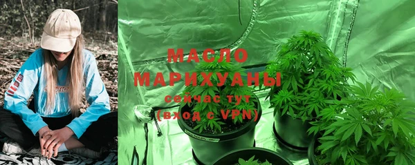 сатива Новозыбков