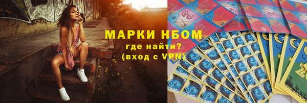 сатива Новозыбков